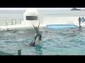 Orca Performances at Kamogawa Sea World Oct. 2023