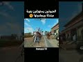 المنبوذون في فري فاير يستهزؤون بفتات ويجلدونها Free fire #freefire #فري_فاير