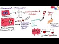 Gram Negative Bacteria: Neisseria meningitidis