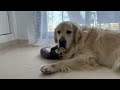Kitten Wakes Up Golden Retriever [Try Not to Laugh]