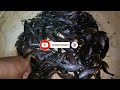 Đặt lú đuôi chuột mùa cá bống trứng- tập 2