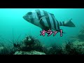 【ウニ駆除 第９弾】海藻もっさもさ！遂にウニ駆除の効果が現れ始めたのか！？Exterminate sea urchins to protect seaweed and sea environment