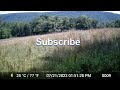 Trail Camera Summer Series July 2023   Gray Fox Raccoons