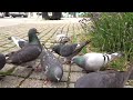 Magical Pigeons