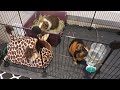 Guinea Pig Cage Cleaning Tutorial (without taking them out!)