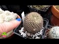 Moving Cacti from my Grow Room into the Polytunnel for Summer #cactus #cacti