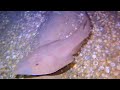 guitarfish and cuttlefish