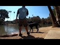 Big carp at lake Evans (Fairmount Park)