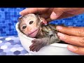 Baby Monkey BonBon Swimming With Best Friends and Eating Jelly Candy - BonBon Farm