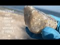 Find Ancient Coral Fossils on the Shores of Lake Michigan #rocks #fossils #rockhounding #coral