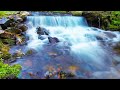 Calm Rain and Nature Sounds for Restful Sleep | 8-Hour Deep Relaxation & Insomnia Relief