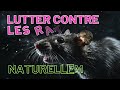 🐀 Fight Rats Naturally - 1 Ecological and Effective Solution 🌿