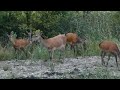 Lasy Radłowskie - jelenie (łanie)
