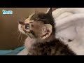 The careless cat mom accidentally ditched a newborn kitten