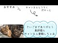 【猫爪切り】暴れる猫の爪切り方を爪切り歴18年の妻があなたに伝授します！