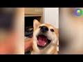 The FUNNIEST Animals Videos of 2024! 😹 You Laugh You Lose 🤣 #3