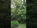 Raccoons drop out of nowhere and visit.