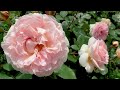 Yokohama English Garden 2021 Spring.  禅ローズ   #4K  #横浜イングリッシュガーデン #Rose
