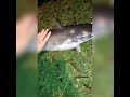 Pre-storm blue catfish release