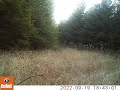 2022 09 19 0643PM 1  bear cubs