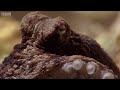 The Incredible octopus that can walk on dry land | The Hunt - BBC