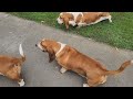 Basset hound buffoonery