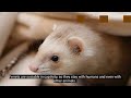 Ferrets vs. Weasels: How to Distinguish Them???