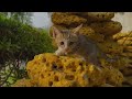 Kitten explores the stones