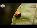 Life cycle of a Ladybug HD || Ladybug life cycle || From eggs to adults || By Hugs of life ||