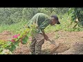 Uncle Manh and Bo's Trip: Picking Bell Peppers and Feeling the Pull of Home | Sung A Pao