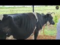 3 लाख खर्चात बनवला 50 गाईंचा मुक्त गोठा || मुक्त गोठा असावा तर असा || दूध उत्पादक शेतकरी