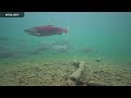 Underwater Salmon Cam - Katmai National Park | 2023 Highlights