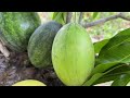 The Great Secret To Propagation Mango Trees In Watermelon Fruit Get Fruit Fast 100%