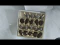Unwell Belgian Chocolate Seashells