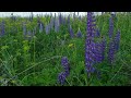 Introduction to Mindfulness with Blooming Lupines