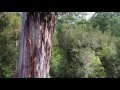 The Ada Tree Filmed on a Mavic Pro Drone - The Oldest Tree in Victoria (Warburton, Noojee)