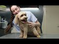 Cute Havanese Dog Grooming 4K (Scissors and Clippers Hairstyle)