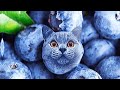 Blueberry Cat