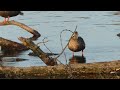 カワウとサギとカルガモ@勅使池 / Great Cormorants, Egrets and Spot-billed Ducks @Chokushi Pond