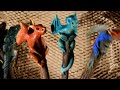 ASMR Wooden Pencils | Wooden Dragon | Relaxing Voice