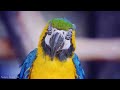 Macaw Parrots 4K - Relaxing Music With Colorful Birds In The Rainforest - 4K Video ULTRA HD