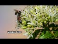 Life mode of Honey Bees || NEET || By Nagavelli Prasad