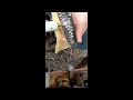 Flat Knapping Tutorial By Keith Hull of Stone Culture