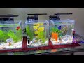 Why Betta Fish Eat Their Babies: Secrets To Preventing Fry Consumption!