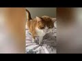 Whoever laughs loses 😂 The funniest Cats and Dogs Videos 😹🐶