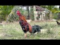 ROOSTERS SOUNDS || មាន់រងាវ​ || មាន់ជល់ផ្លែដែក || ROOSTERS CROWING || សំឡេងមាន់រងាវ​ |មាន់ជល់ផ្លែដែក