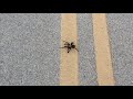 Huge Tarantula Found in the Big Bend