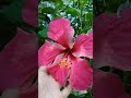 Our beautiful Pink Hibiscus ❤