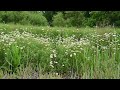 White daisies and birds singing, brights grove, canada