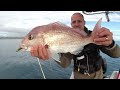 Trusting SPOT X | Snapper softbait fishing NZ